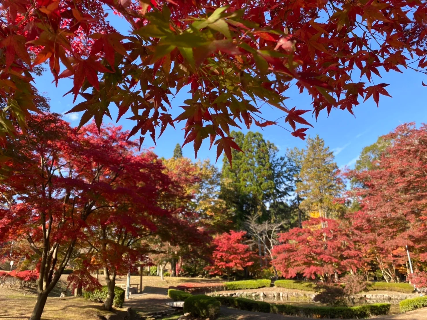 青空の下、紅葉に囲まれた曽木公園