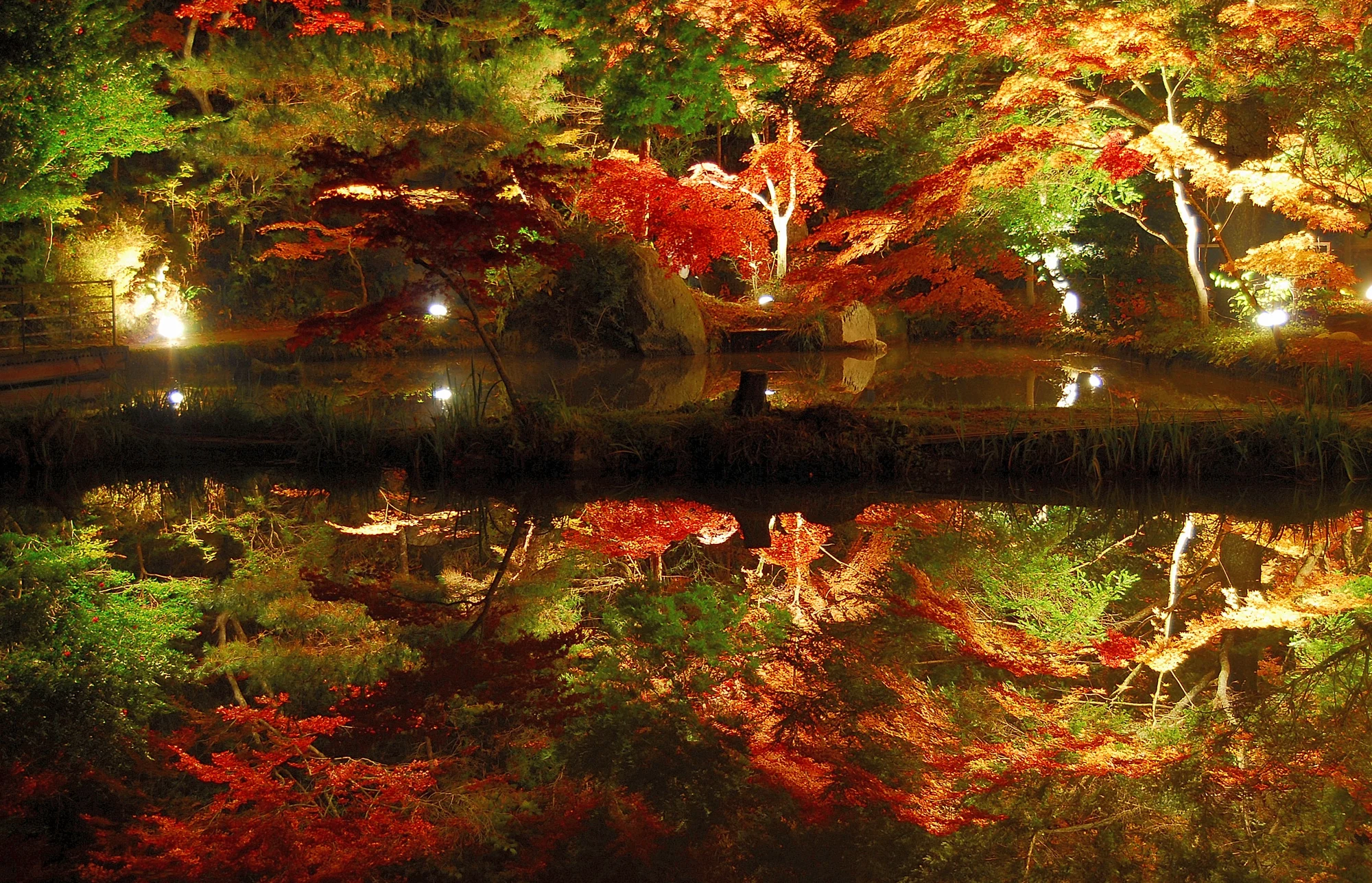 ライトアップされた紅葉が池に映る夜景